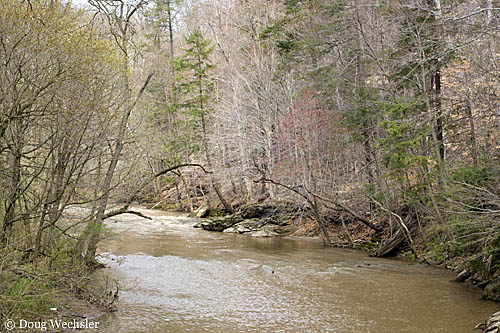 Wissahickon Creek spring _A5E9995.jpg - 96381 Bytes